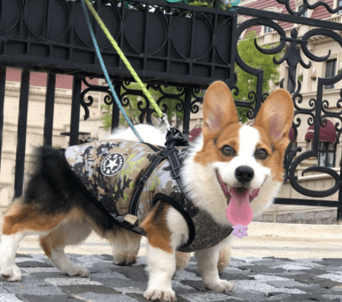 Winter Wonderland Pet Hooded Coat - Stylish And Warm Dog Jacket For